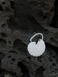 Nautilus